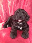 Male Schnoodle Puppy for sale #7 Born March 29th 2013|Schnoodle Breeders along the Iowa Minnesota Border